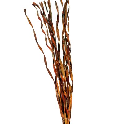 Bambù riccio, 100 cm, 15 pezzi / busta