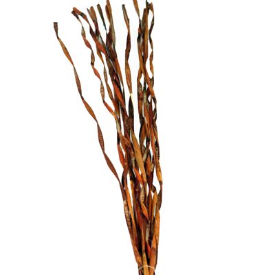 Bambú rizado, 100 cm, 15 piezas / bolsa