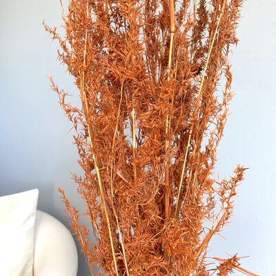 Herbe Alpha, longueur env., 100cm, couleur orange