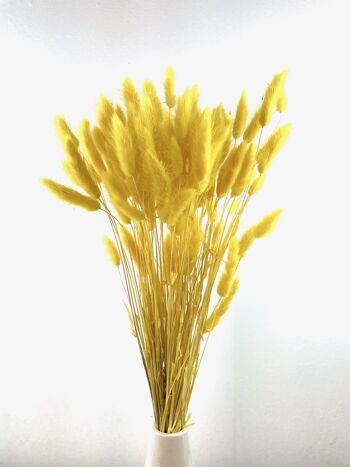 Lagurus, env.   100g, longueur env. 65cm, couleur jaune 3