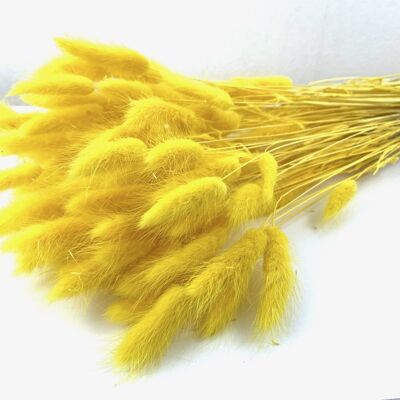 Lagurus, approx. 	 	100g, length approx. 65cm, color yellow