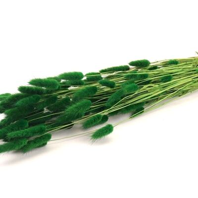 Lagurus, aprox.100 g, aprox.65 cm, verde