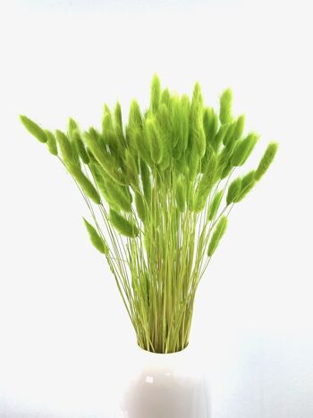 Lagurus, env.100g, env.65cm, vert clair 1