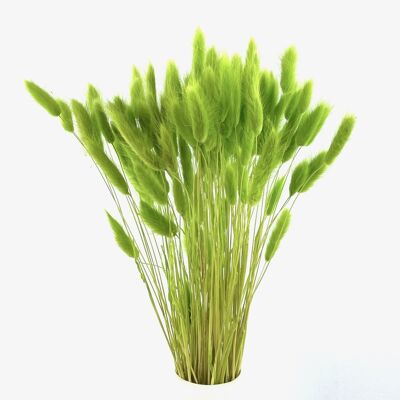 Lagurus, aprox.100 g, aprox.65 cm, verde claro