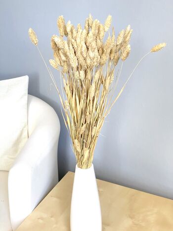 Phalaris, longueur 60cm, couleur beige naturel