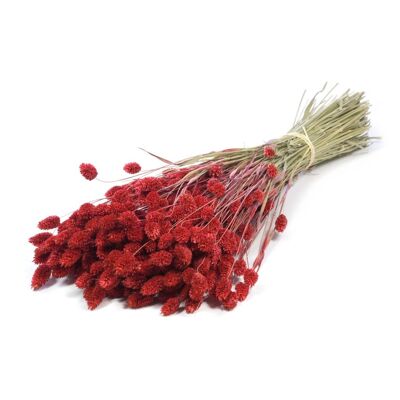Phalaris, length 60cm, color burgundy