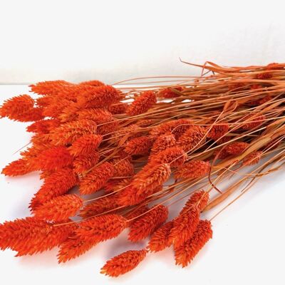 Phalaris, longueur 60cm, couleur orange