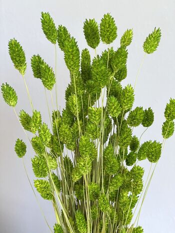 Phalaris, longueur env. 60cm, couleur vert 2