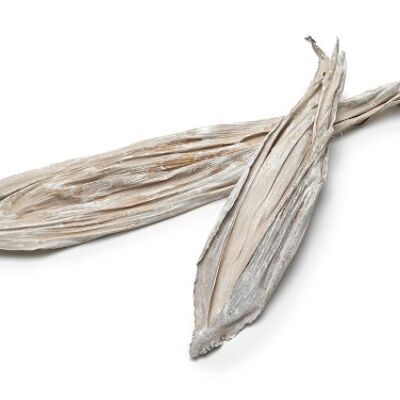 Blätter „Akaziennuss“, 10 Stk., 40-50cm, white wash