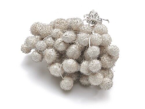 Palline di sicomoro "Plane Ball", 250g, bianco perla / champagne