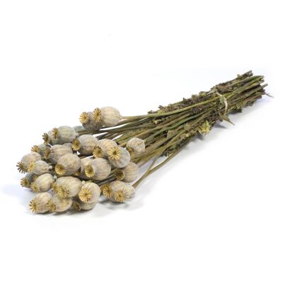 Capsules de graines de pavot, environ 30 pièces, vert naturel