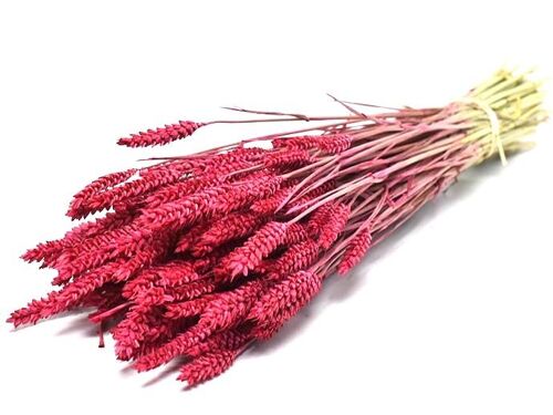 Weizen, Länge 60-65cm, Farbe pink