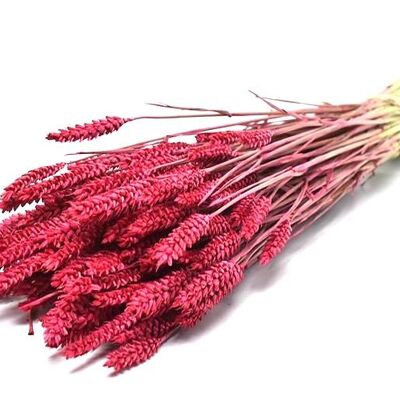 Weizen, Länge 60-65cm, Farbe pink