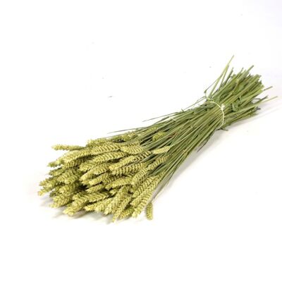 Trigo, aprox.180 g, 60-65 cm, verde natural