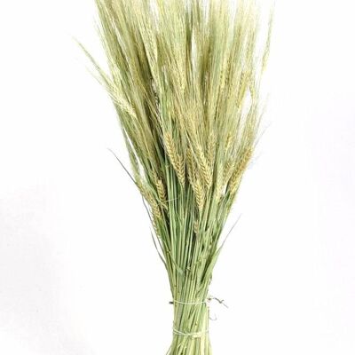 Barley, approx. 200g, 50-70cm, natural green
