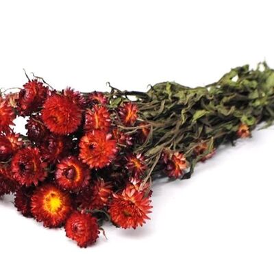 Helichrysum Bracteatum, circa 100 g, 40-45 cm, rosso vino