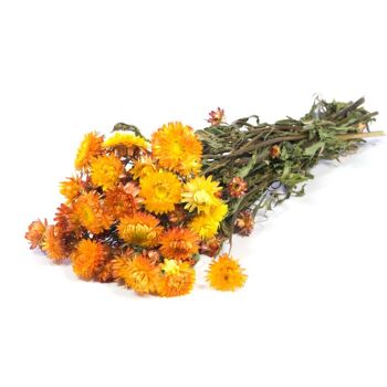 Helichrysum Bracteatum, env.100g, 40-45cm, orange / jaune 4