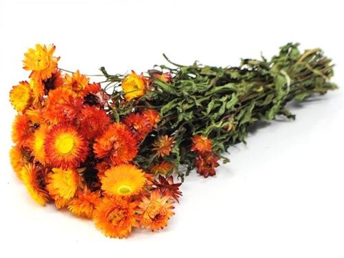 Helichrysum Bracteatum, ca. 100g, 40-45cm, orange/gelb