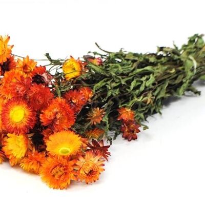 Helichrysum Bracteatum, aprox.100 g, 40-45 cm, naranja / amarillo
