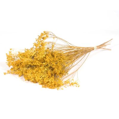 Broom Bloom, 50cm, mustard yellow