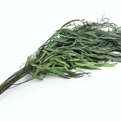 Eucalyptus Nicoly preserved, approx. 80cm, approx. 150g, green