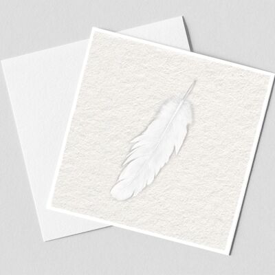plume blanche