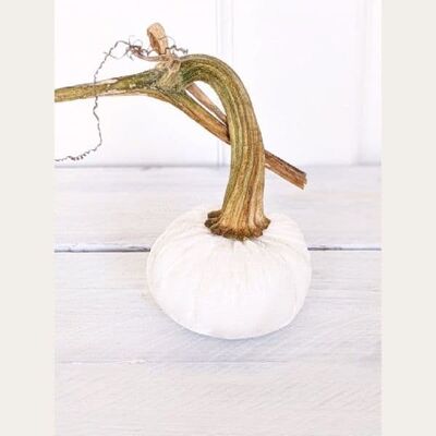 Snow White Pumpkin 3 Inch