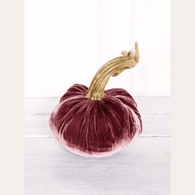 Malve Pumpkin 3 Inch