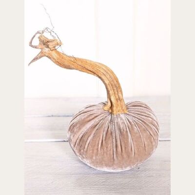 Dove Tale Citrouille 5 pouces