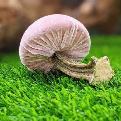 Porcini velluto rosa scuro 2,5\