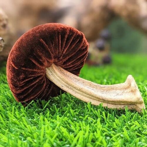 Chocolate silk velvet Porcini 5\