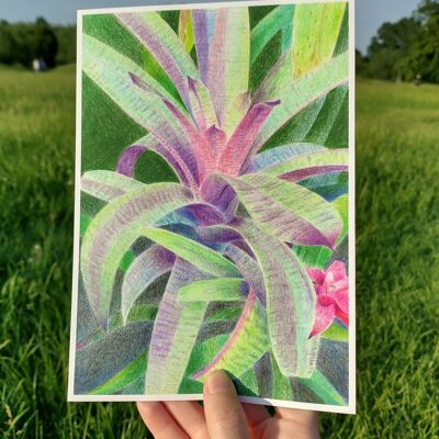 Stampa d'arte botanica - Bromelia (A5)