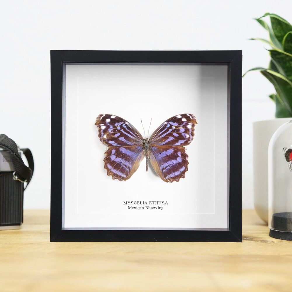 Mexikanischer Blauflügel