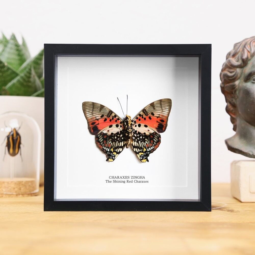 Leuchtend rote Charaxes