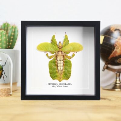 Gray's Leaf Insect Spreadwing Insects Bug Entomology Taxidermy Box Frame Interior Design Modern Display Home Decor Wall Hanging Gift Ornament