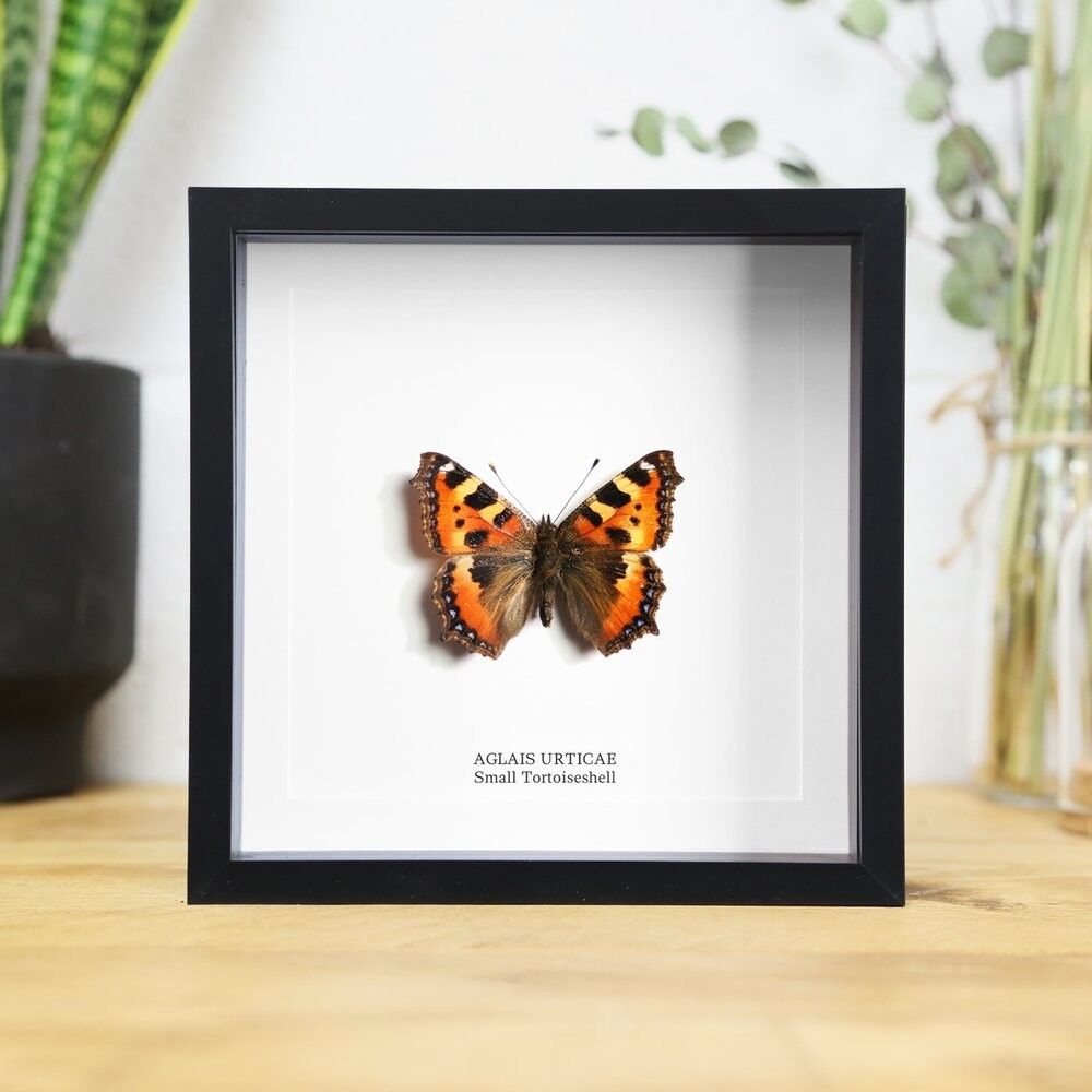 Kleiner Fuchs-Schmetterling