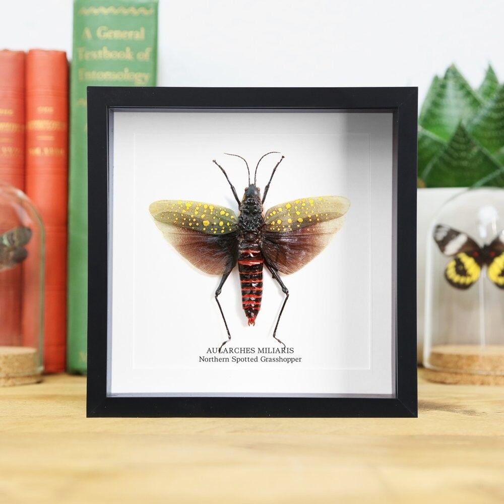 Nördliche gefleckte Heuschrecke