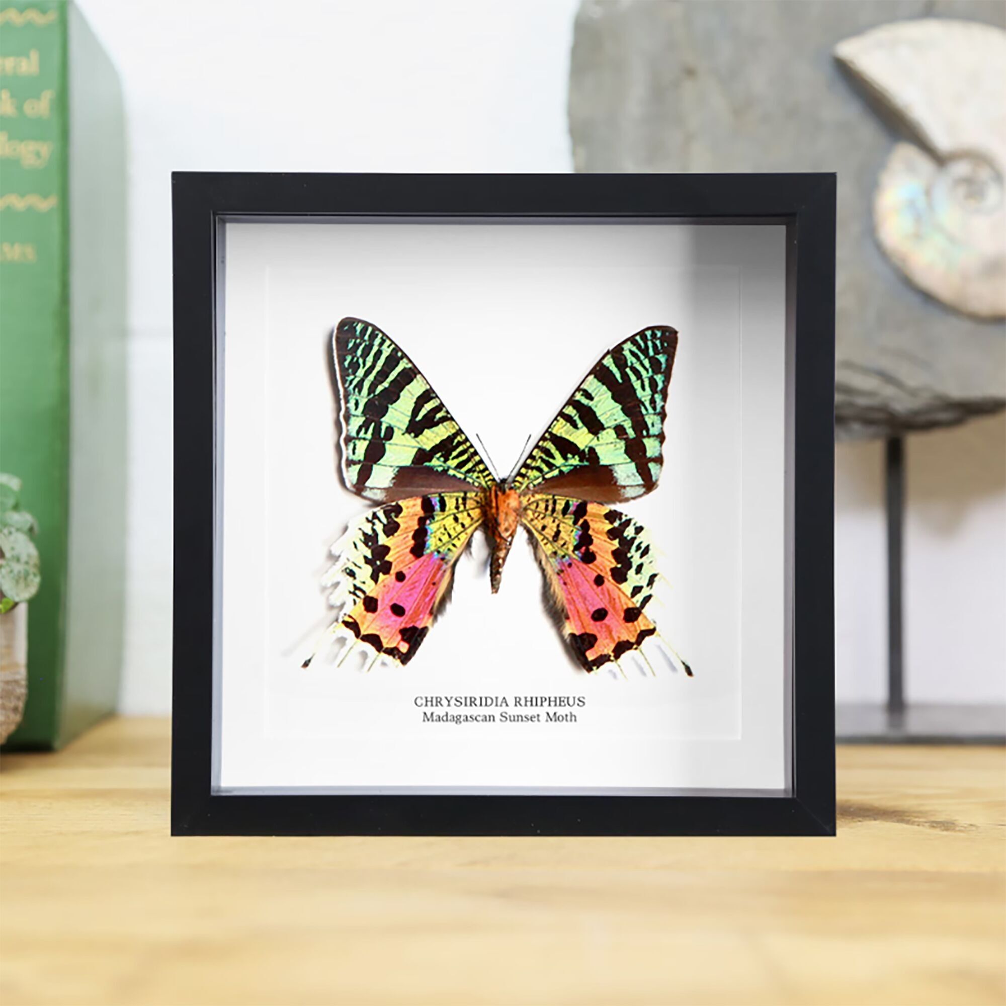 Madagaskar Sonnenuntergang Motte Insekt Käfer Schmetterling Entomologie Taxidermie Box Rahmen Innenarchitektur Modernes Display Home Decor Wandbehang Geschenk Ornament
