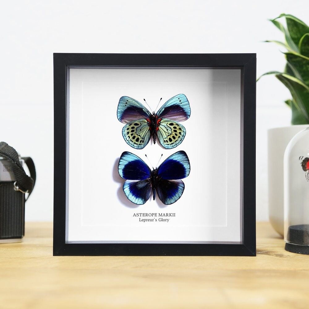 Leprieur's Glory Pair