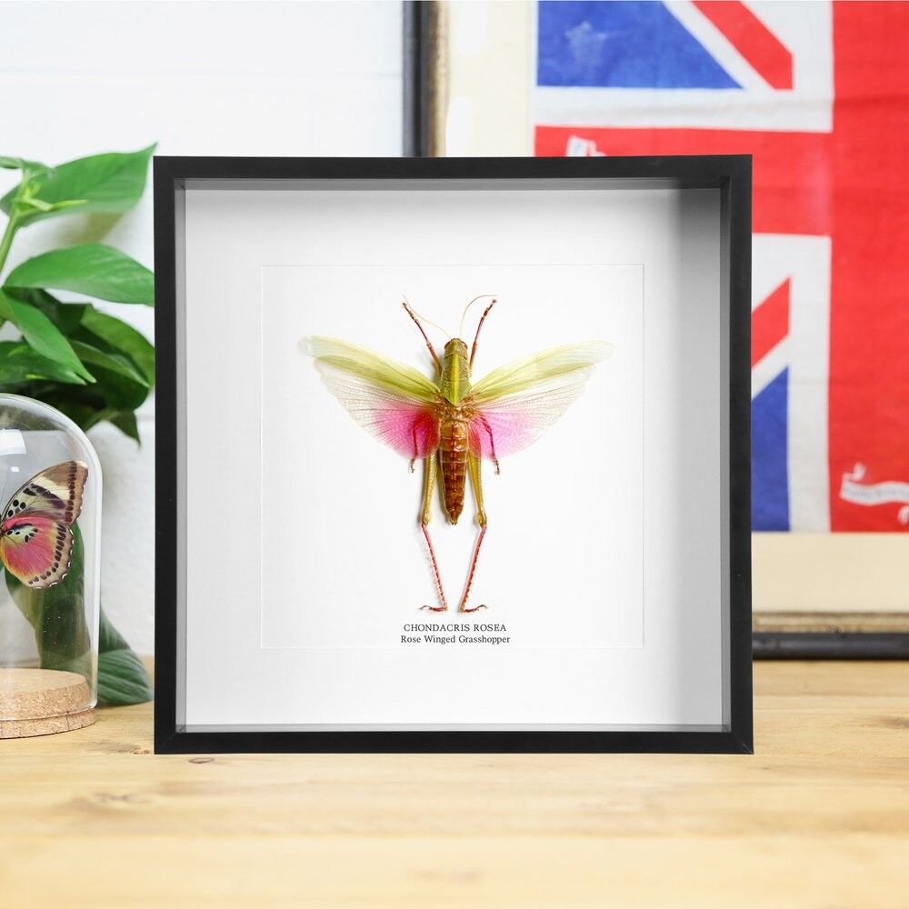 Rosengeflügelte Heuschrecke