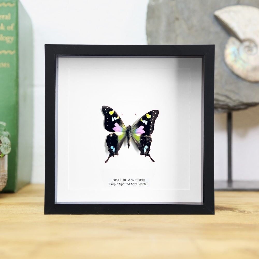 Lila gefleckter Schwalbenschwanz