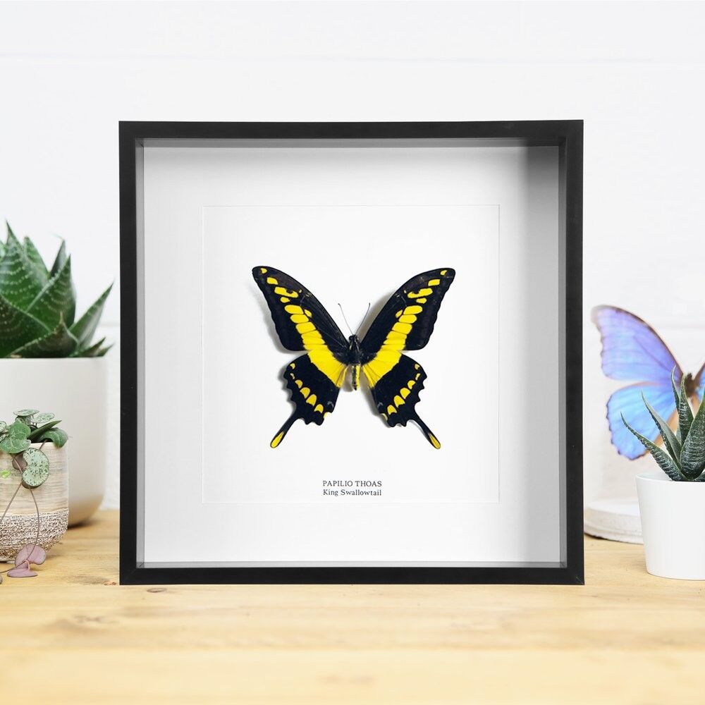 König Schwalbenschwanz