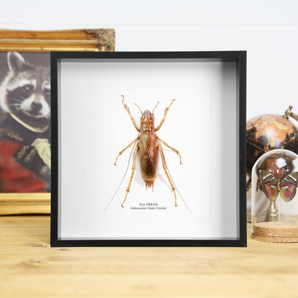 Indonesische Riesengrille