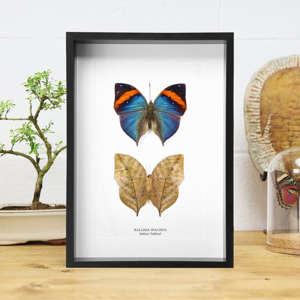 Indisches Eichenblatt (Kallima inachus) Flügelstudie