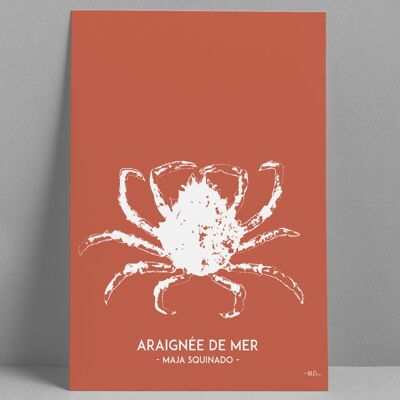 Poster Spider crab 30x40 cm
