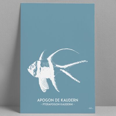 Affiche Apogon de Kaudern 30x40cm