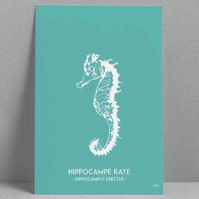 Affiche Hippocampe 30x40cm