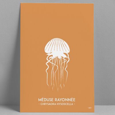 Medusa poster 30x40cm