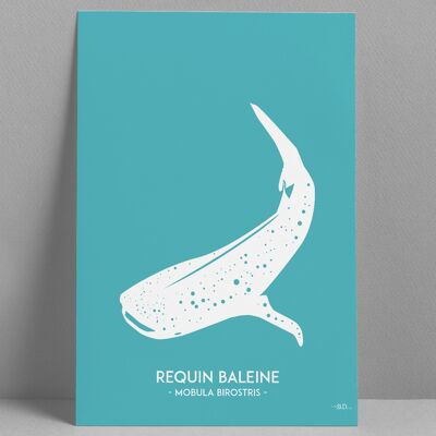 Affiche Requin Baleine 30x40cm