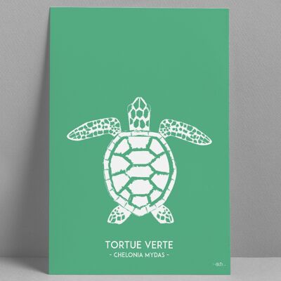 Poster Turtle 30x40cm